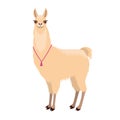 Cute good lama.Isolated on white background.Vector illustration.