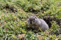 The furry cute gopher climbed out of the hole and sits on a green meadow in sunny day