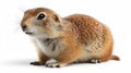 Cute Gopher Isolated on White Background for Design Projects Royalty Free Stock Photo