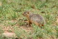 Gopher grass steppe rodent