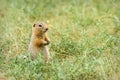 Gopher stands grass steppe rodent