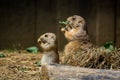 Cute gophers eating dry grass in a cage during daytime