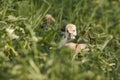 Cute gosling greylag goose, Anser anser hiding in the grass in nature