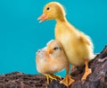 Cute gosling and chicken