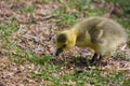 Cute Gosling Eating Grass