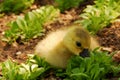 Cute gosling eating salad