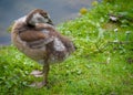 a cute gosling of an egyptian goose is cleaning its plumage