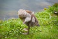 a cute gosling of an egyptian goose is cleaning its plumage Royalty Free Stock Photo