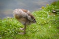 a cute gosling of an egyptian goose is cleaning its plumage