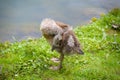 a cute gosling of an egyptian goose is cleaning its plumage Royalty Free Stock Photo