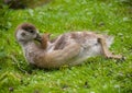 a cute gosling of an egyptian goose is cleaning its plumage Royalty Free Stock Photo