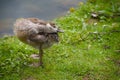 a cute gosling of an egyptian goose is cleaning its plumage