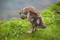 a cute gosling of an egyptian goose is cleaning its plumage