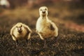 Cute gosling`s resting in a meadow grass Royalty Free Stock Photo