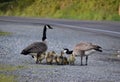 Cute goslings drinking water from a puddle on the side of the road. Royalty Free Stock Photo