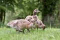 Cute goslings of Egyptian goose grazing in meadow Royalty Free Stock Photo