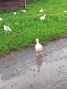 Cute goslings in the wet grass and on the road Royalty Free Stock Photo