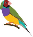 Cute Gouldian finch vector