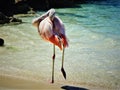 Cute graceful pink flamingo standing on one foot on the beach