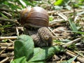 Cute grape snail with a large shell close-up crawling in the grass Royalty Free Stock Photo