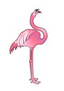 Cute graphic flamingo Royalty Free Stock Photo