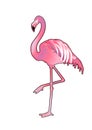 Cute graphic flamingo Royalty Free Stock Photo