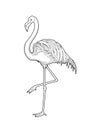 Cute graphic flamingo Royalty Free Stock Photo