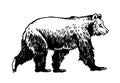 Cute graphical bear walking in momment. Grizzly on white background