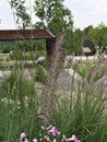 Cute grass flowers.