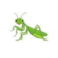 Cute grasshopper cartoon isolated on white background