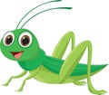 Cute grasshopper cartoon Royalty Free Stock Photo