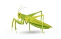 Cute grasshopper vector concept