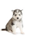 Cute gray Alaskan Malamute puppy sitting isolated on a white background Royalty Free Stock Photo