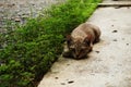 Cute gray Baby cat lay down on concrete floor Royalty Free Stock Photo