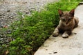 Cute gray Baby cat lay down on concrete floor Royalty Free Stock Photo