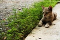 Cute gray Baby cat lay down on concrete floor Royalty Free Stock Photo