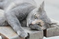 Cute gray cat