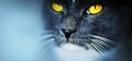 A cute gray cat with bright yellow eyes and a beautiful black nose. Macro Royalty Free Stock Photo