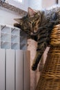 Cat sitting near heating radiator Royalty Free Stock Photo