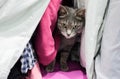 A cute gray cat is hiding among the clothes in the closet Royalty Free Stock Photo