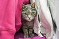 Cute gray cat is hiding among the clothes in the closet Royalty Free Stock Photo