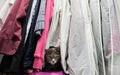 A cute gray cat is hiding among the clothes in the closet Royalty Free Stock Photo