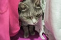 A cute gray cat is hiding among the clothes in the closet Royalty Free Stock Photo