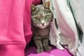 A cute gray cat is hiding among the clothes in the closet Royalty Free Stock Photo