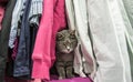 A cute gray cat is hiding among the clothes in the closet Royalty Free Stock Photo