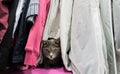 A cute gray cat is hiding among the clothes in the closet