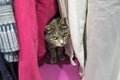 A cute gray cat is hiding among the clothes in the closet. He looks up guiltily from below Royalty Free Stock Photo