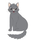 Cute gray cat on a white background