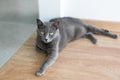 Cute gray cat laying stretched out on the floor. Portrait of elegant Russian Blue Cat.