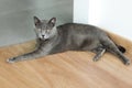 Cute gray cat laying stretched out on the floor. Portrait of elegant Russian Blue Cat.